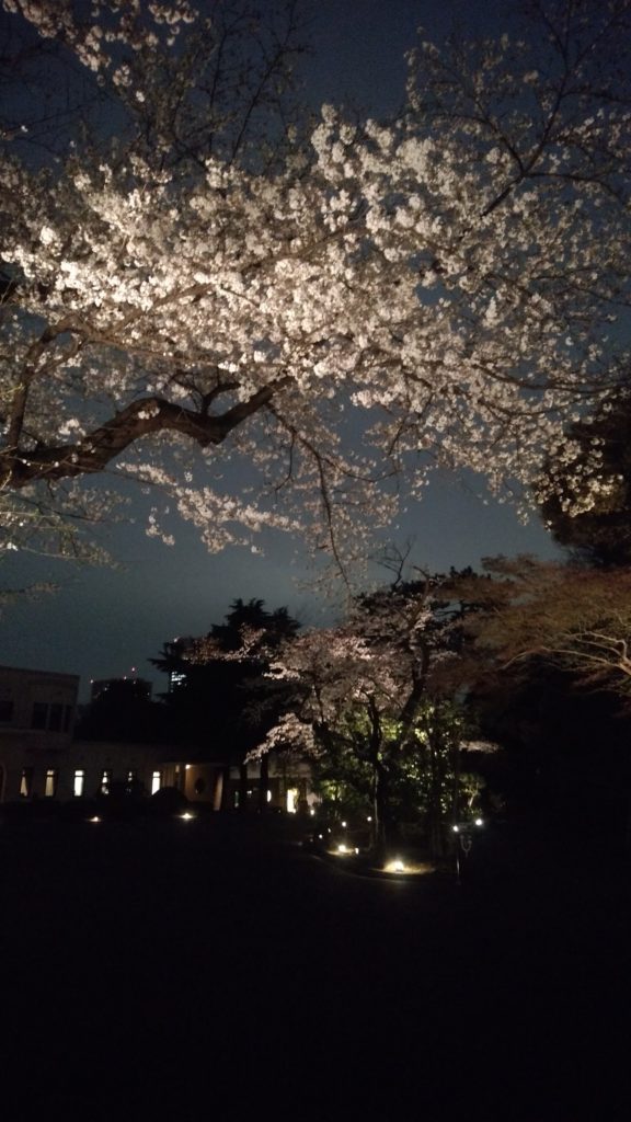 夜桜